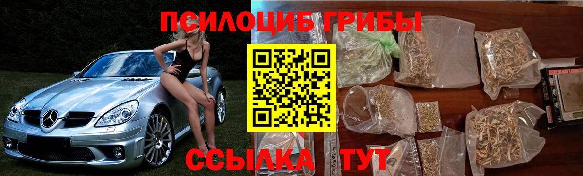 Псилоцибиновые грибы Psilocybe Пугачёв